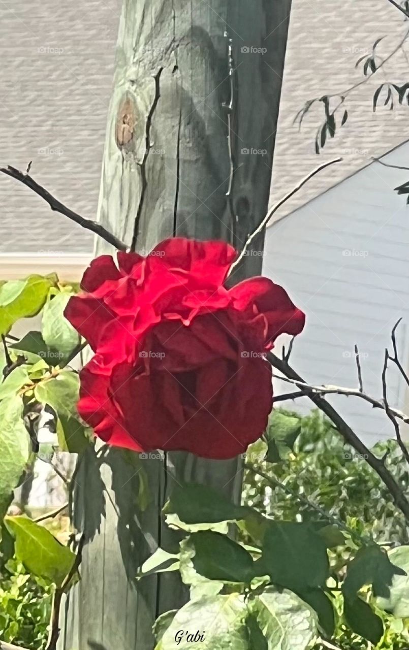 The earth laughs in flowers 💐