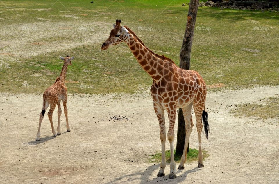 A giraffe with calve at the zoo.