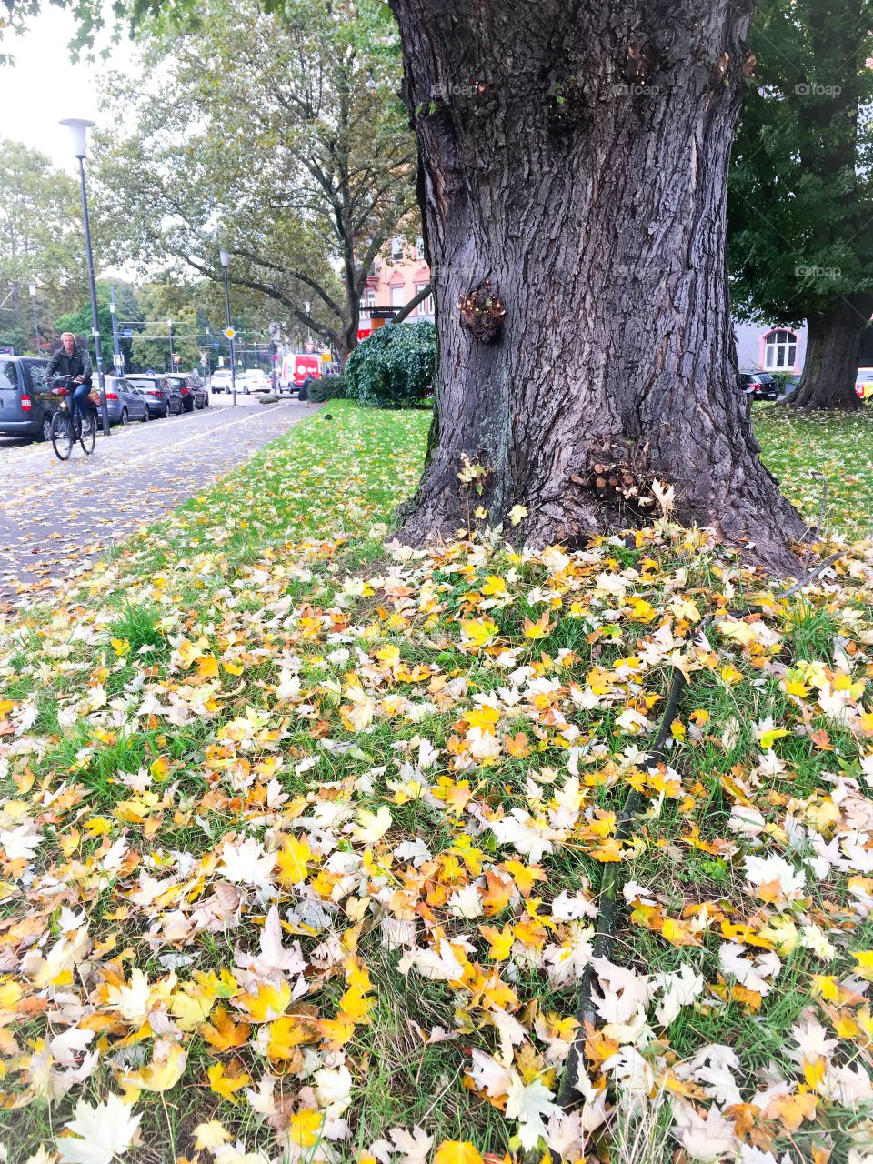 heidelberg autumn