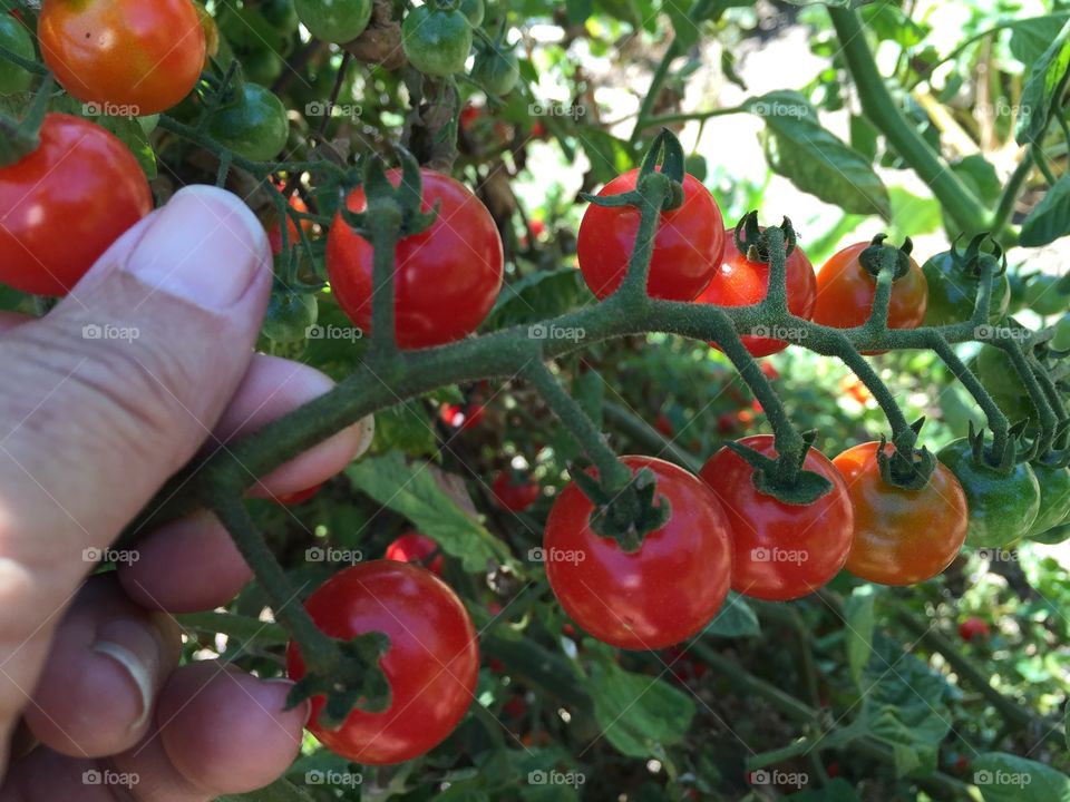 Sweet 100 tomato cluster