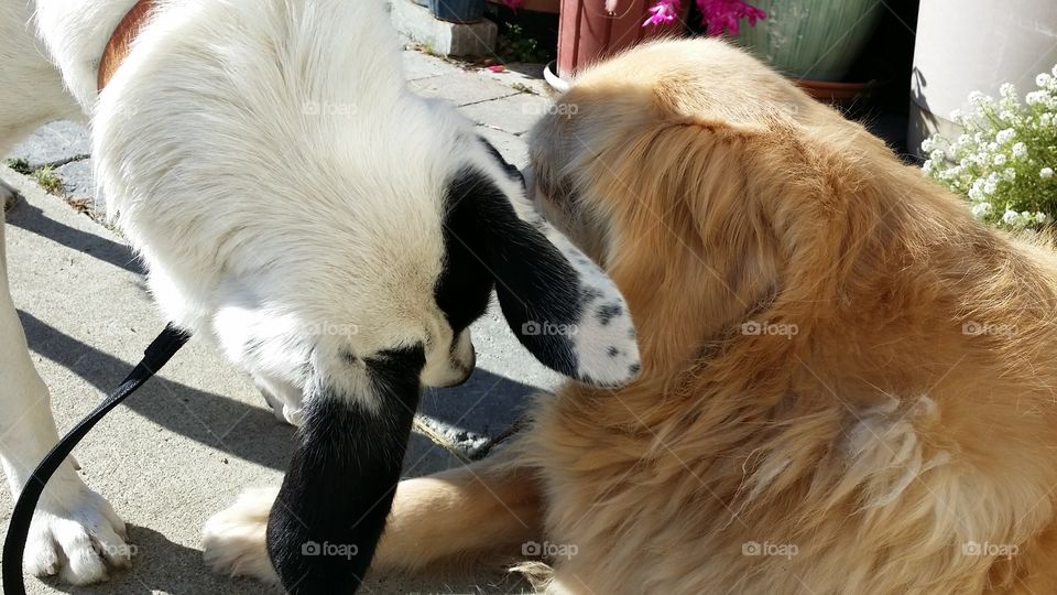 A pair if Dogs became best friends
A bond between a border collie and golden retriever 
California