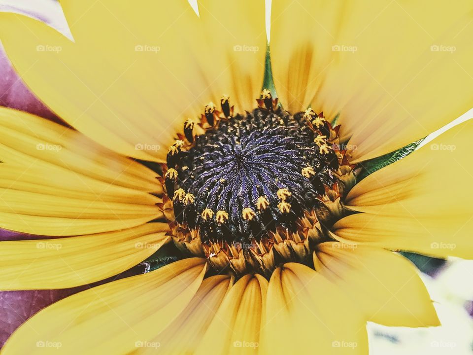 Close up of a common sunflower