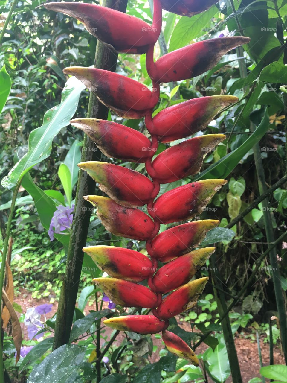 Flowers in Costa Rica 