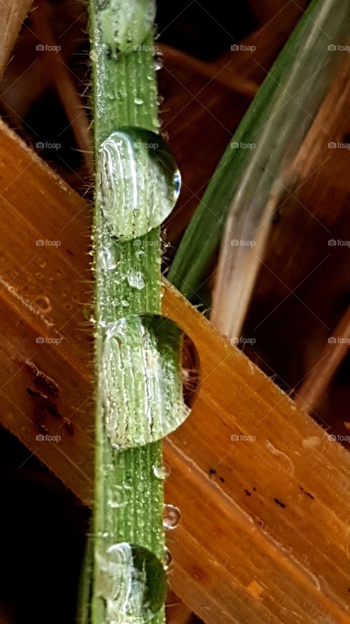 Drops of rain on the grass.