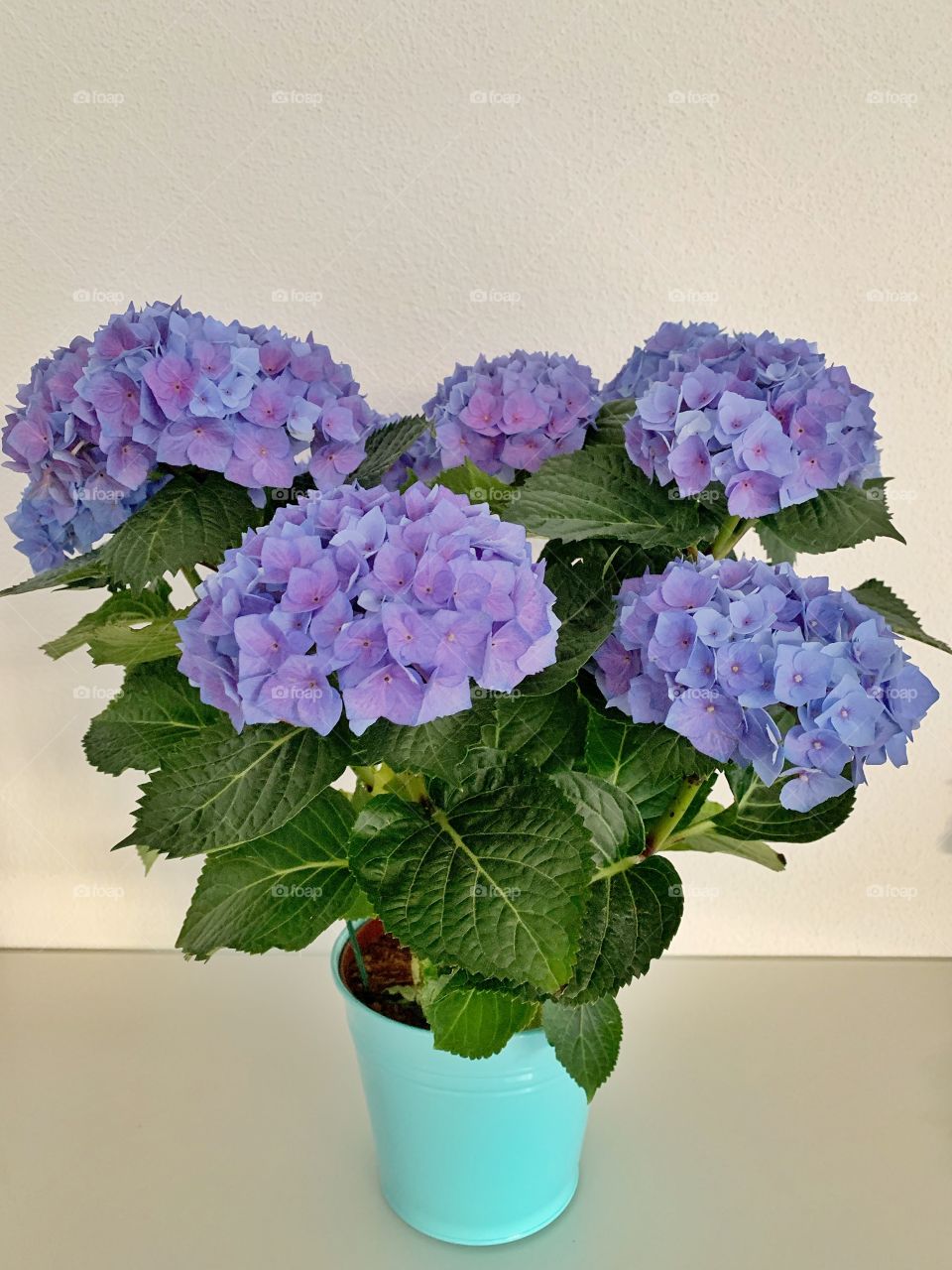 Purple blue hydrangea flowering plant in a pot