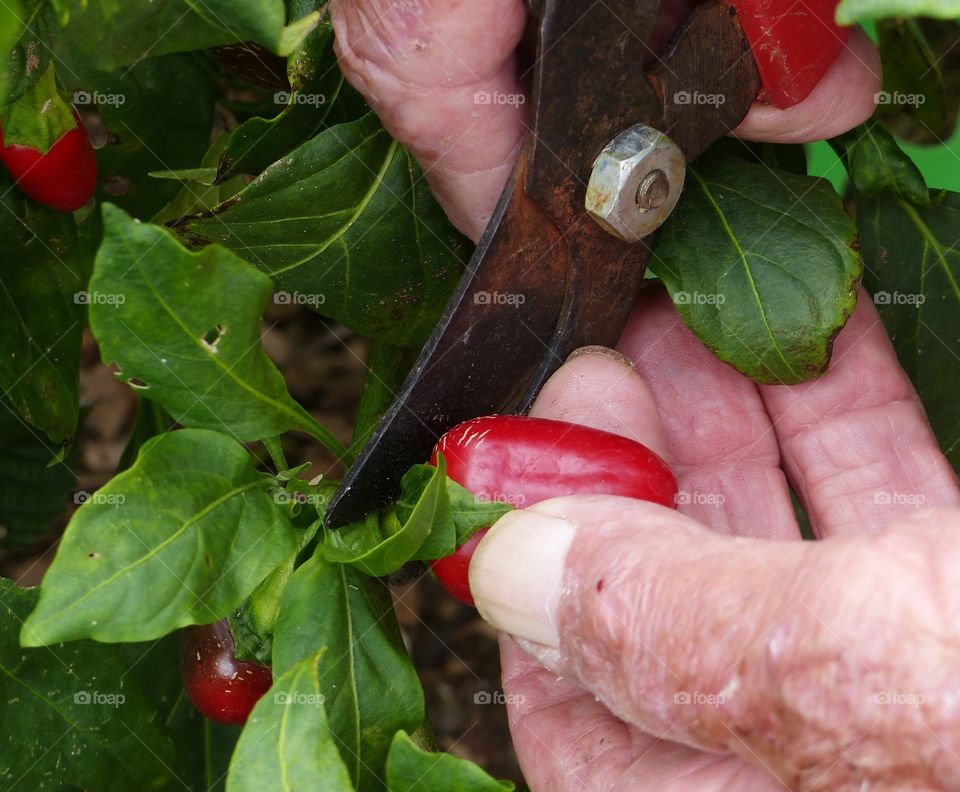 Harvesting jalapeño pepper 