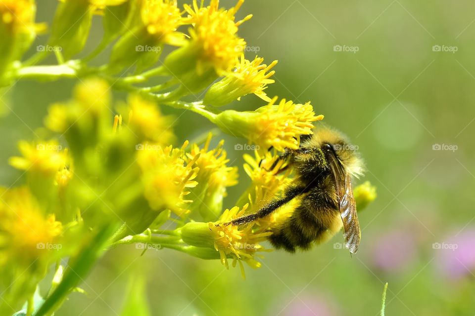 Close-up of bee with yellow flower