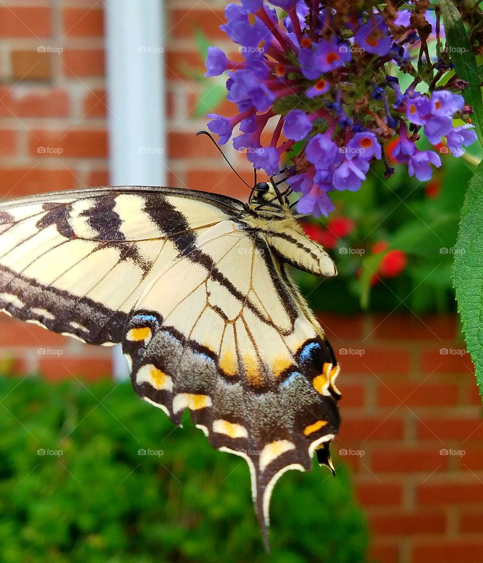 swallowtail butterfly drinking nectar from butterfly bush, close-up