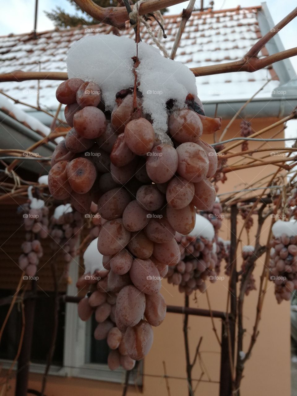 snowed grapes