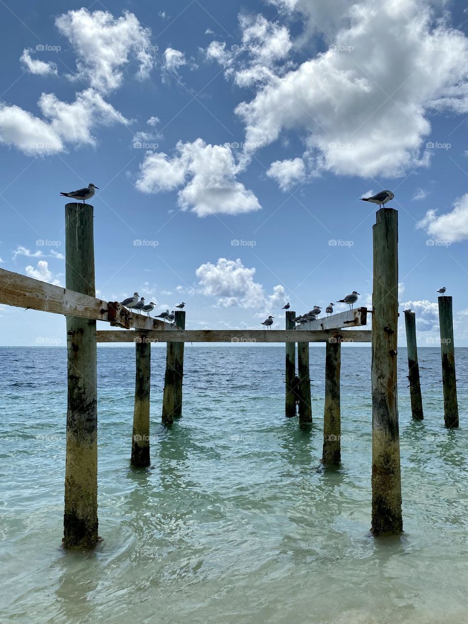 An old wooden pier at the beach covered with seagulls