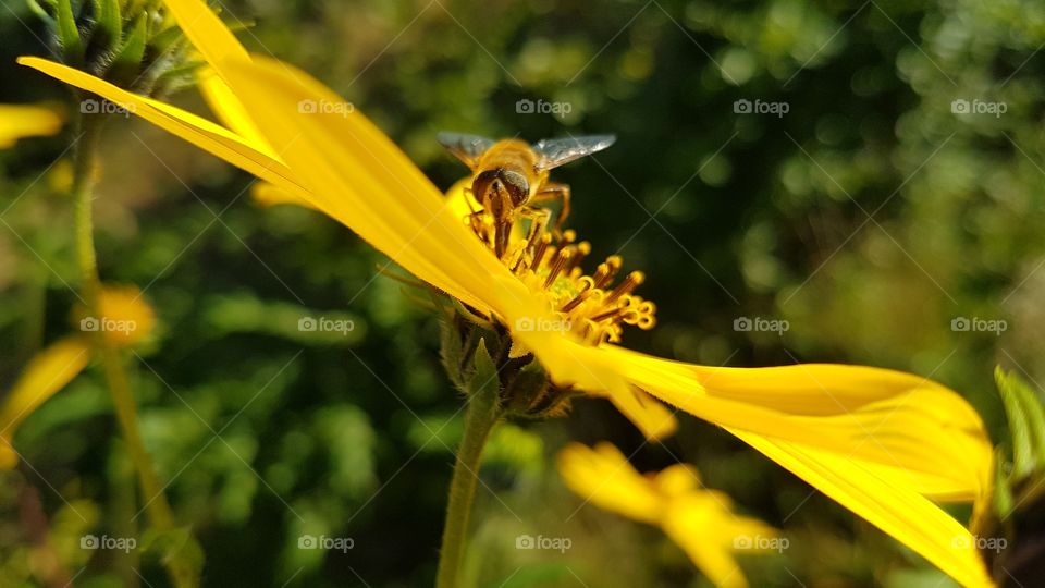 gelbe Blumenpracht mit Besucher