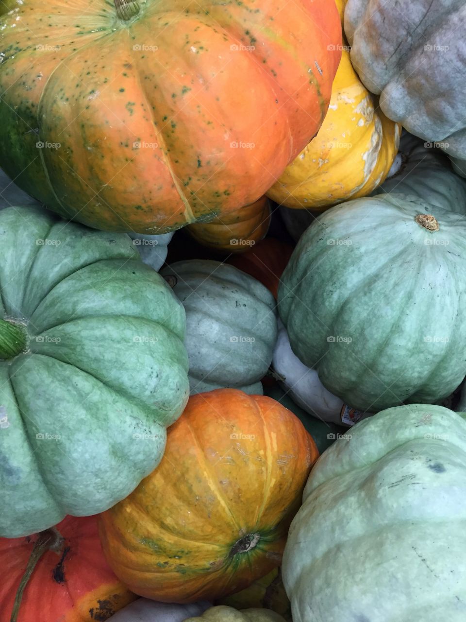 Colorful pumpkins and gourds 