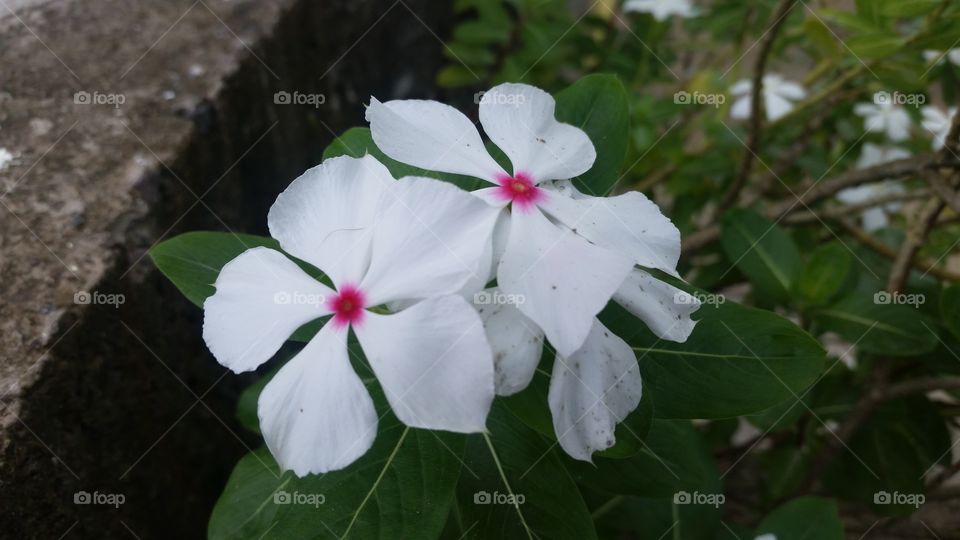 white with pink center - Periwinkle