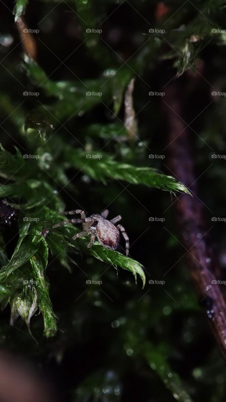 Macro photo of green grass growing in the garden