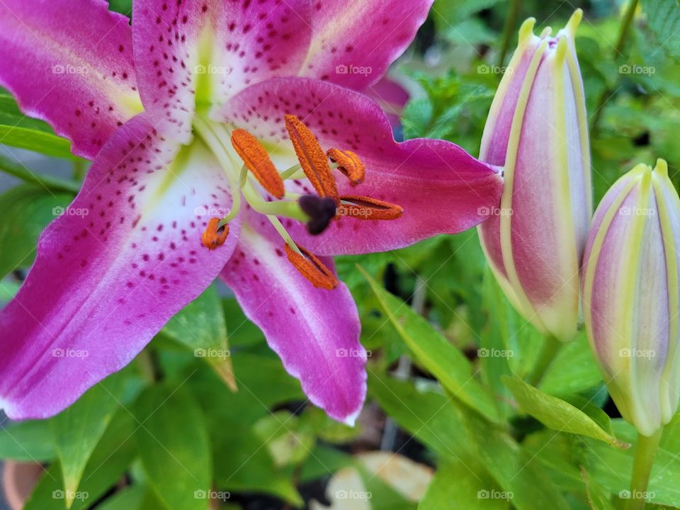 Beautiful petals of purple, pink, and orange exotic tropical oriental lily flower plant with buds in summer