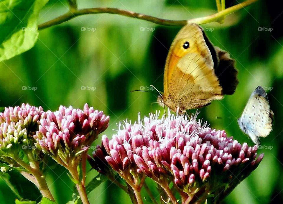 Butterflies on pink flowers