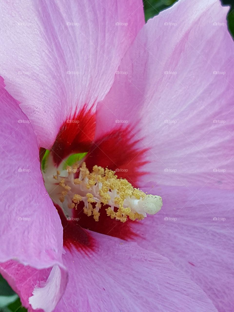 rose of sharon