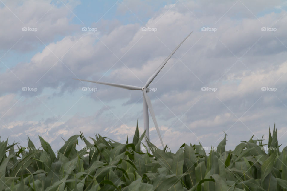 windmill behind the corn field