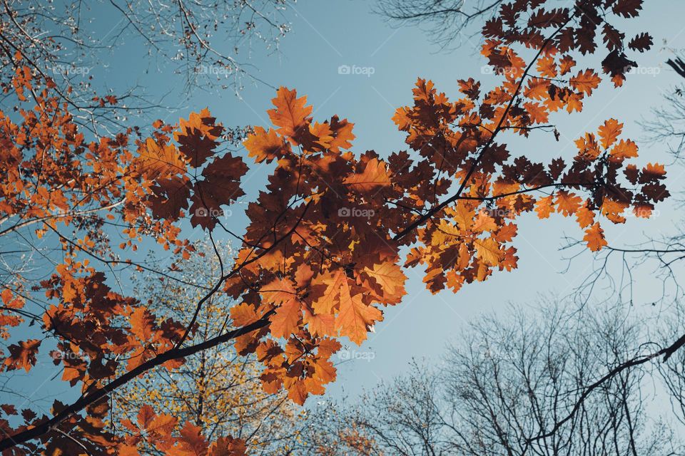 bottom view of an oak leaves against blue sky