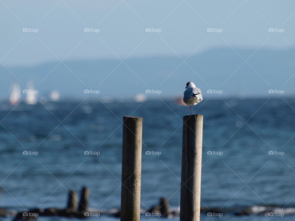 Seagull on a pole