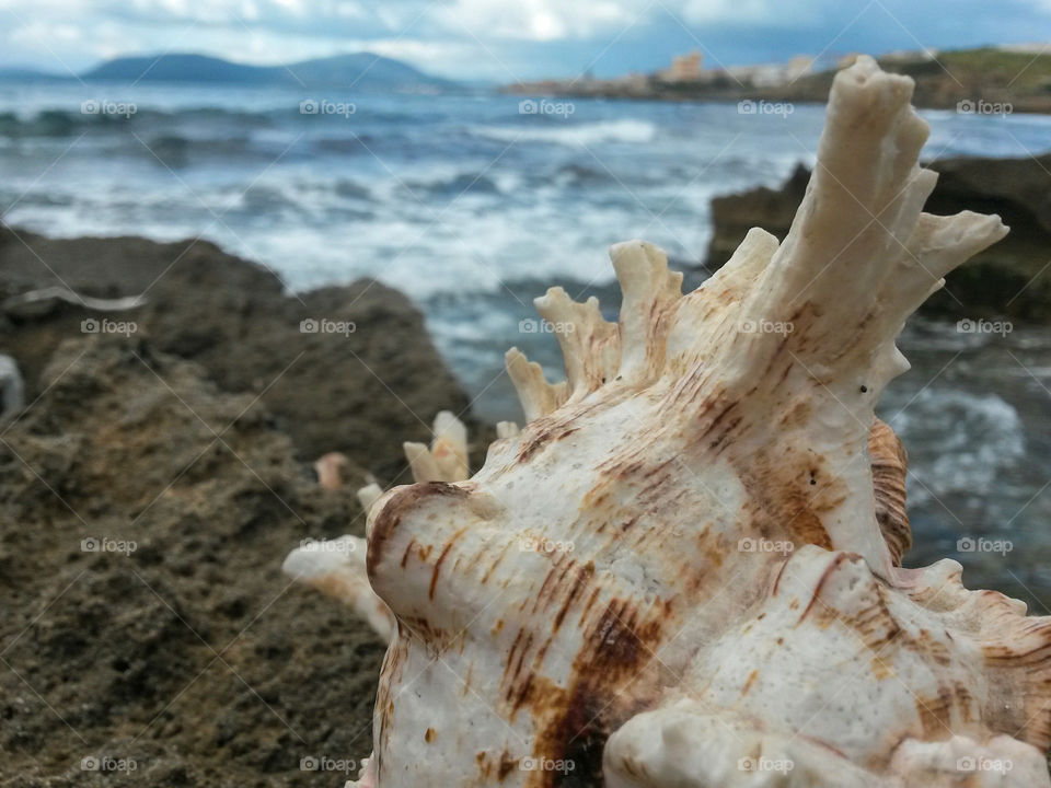 close up of seashell in front of the sea