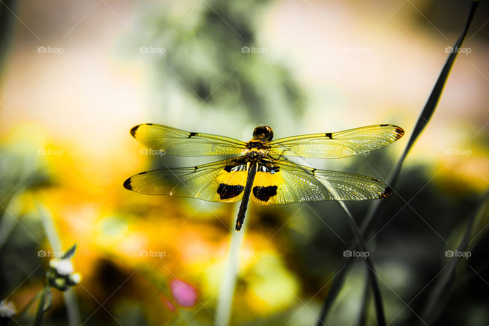 Dragonfly