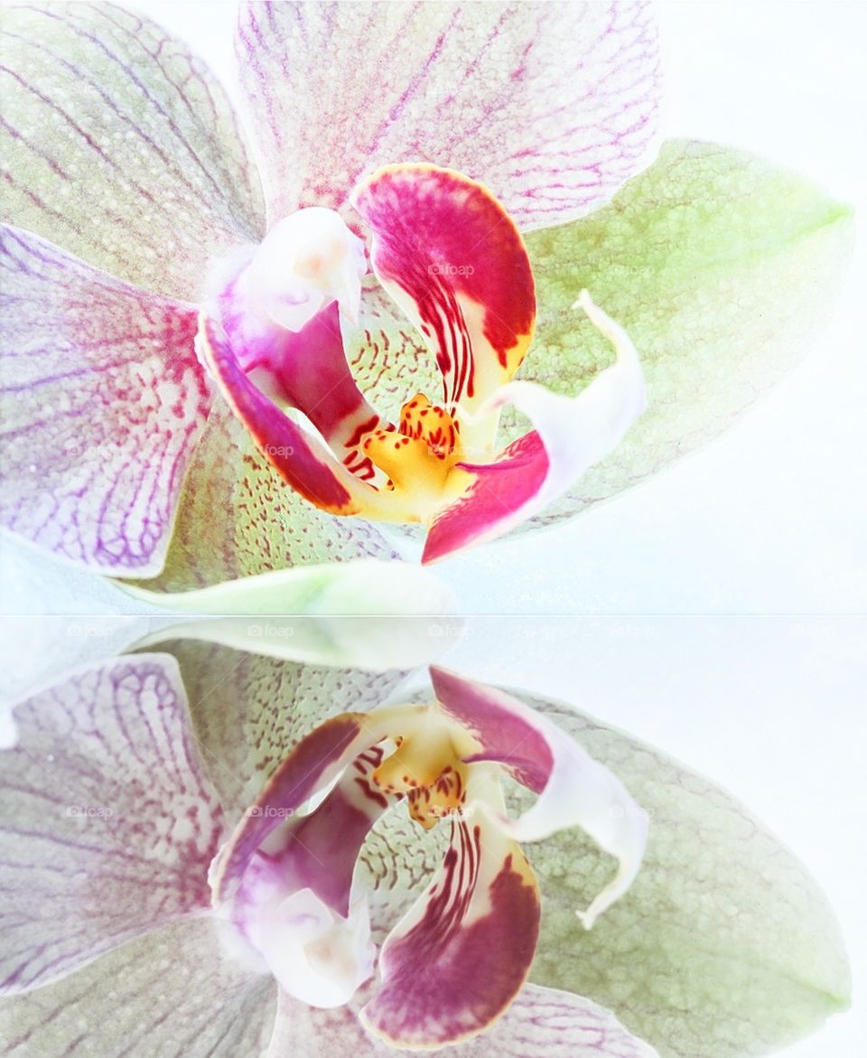 Orchid