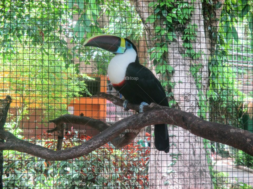 Toucan Bird