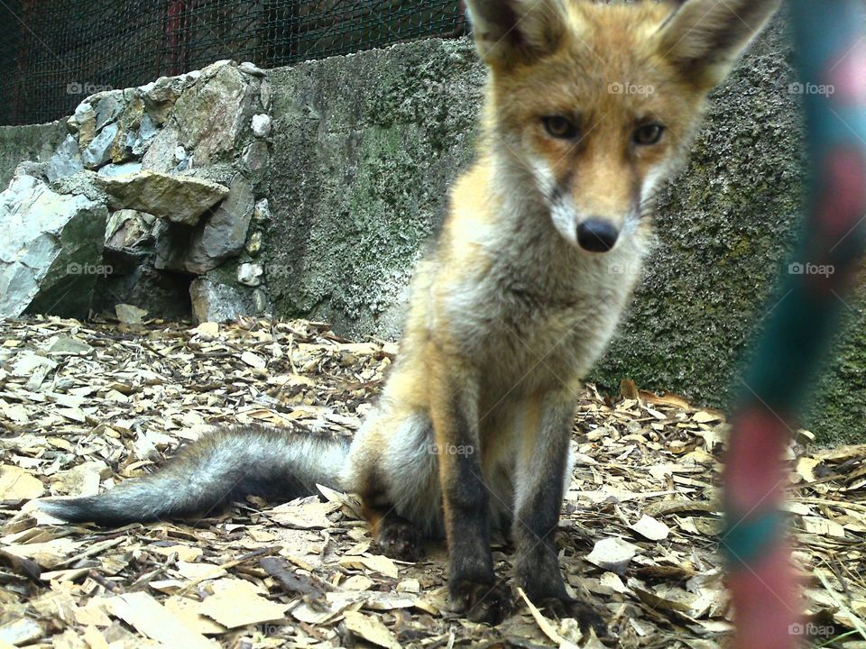 fox in the zoo