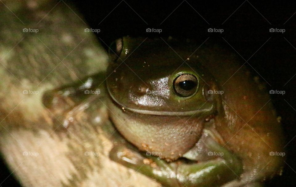 A smiling frog in North Queensland’s bush. I almost walked into the biggest spider I’d seen in my life to get this. White’s Tree Frog (aka Dumpy Tree Frog) in Townsville, QLD Australia