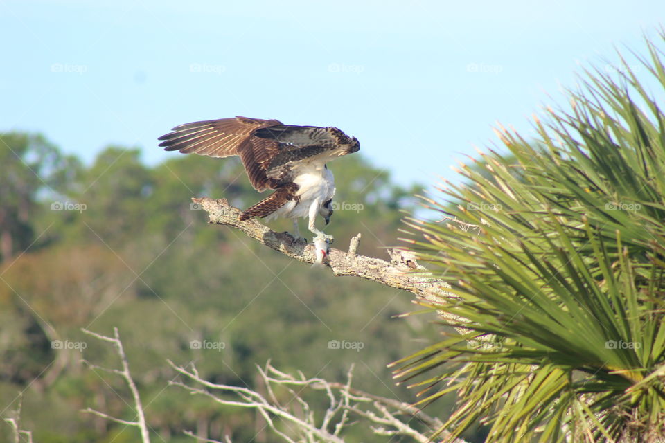 Adult Osprey Eating a Medium Sized Fish 