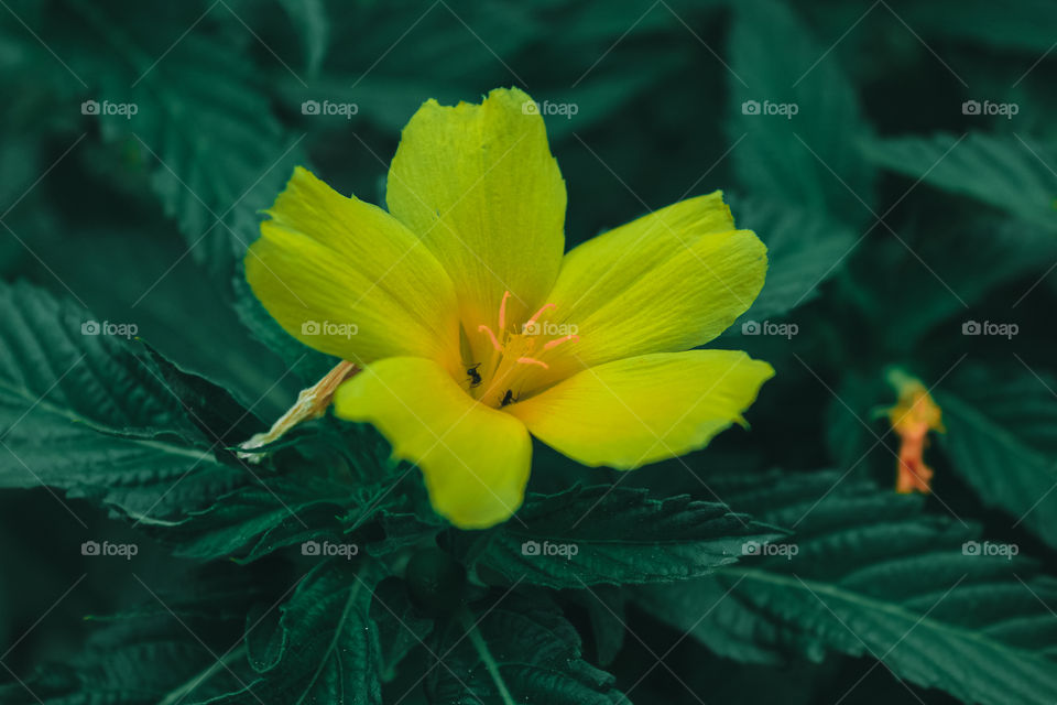 Yellow flower