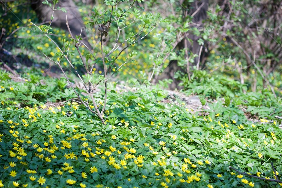 Celandine flower in the forest