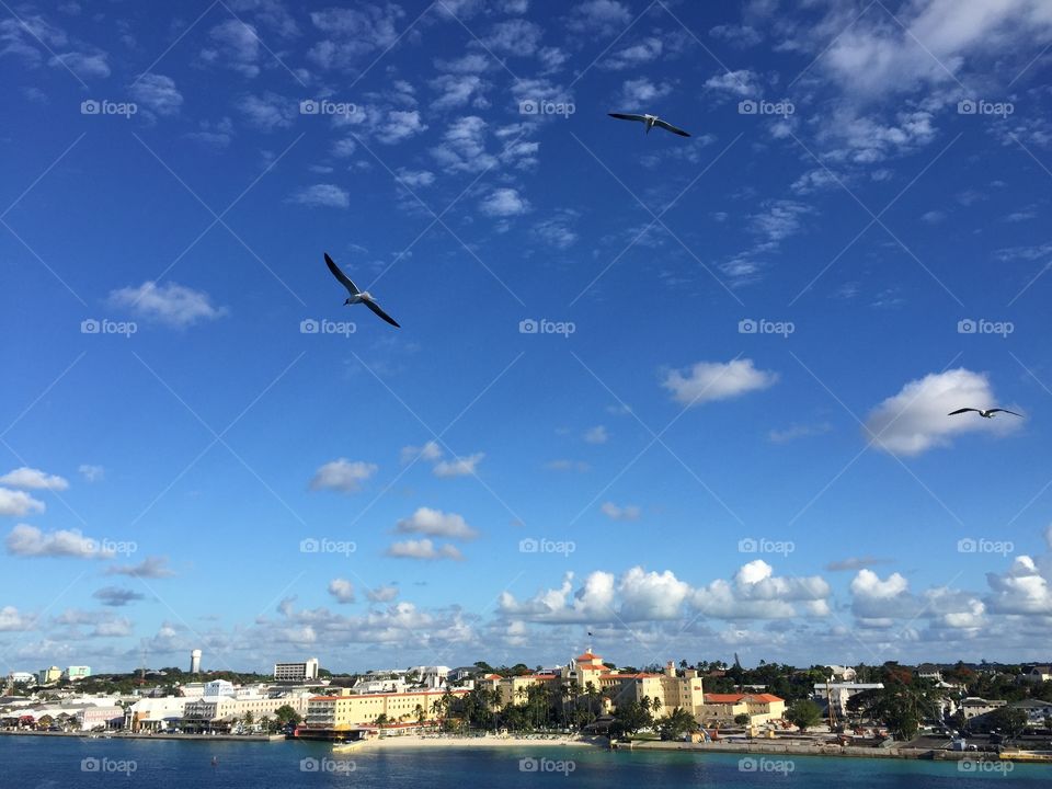 Bird's flying over the sea