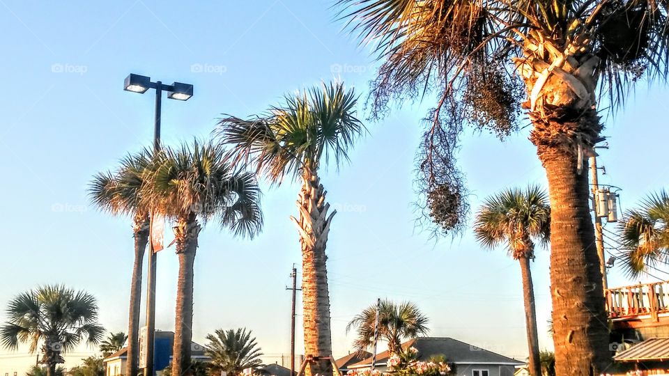 The Palms at Galveston. A pic of the beautiful palms at Galveston Beach.