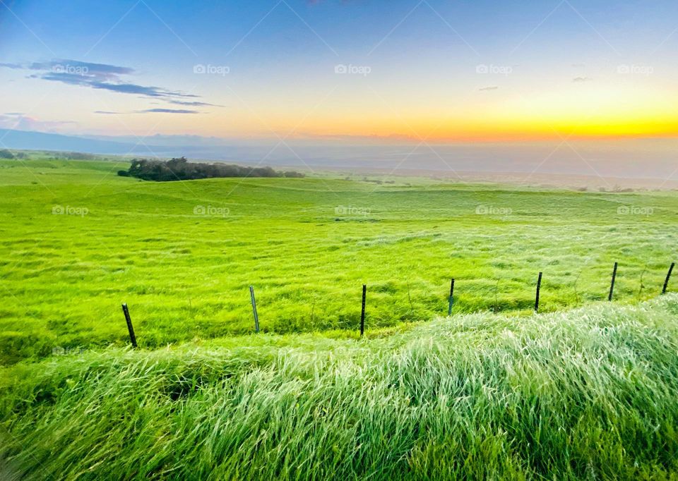 Grassy field at sunset