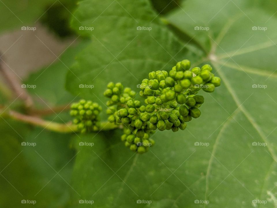 New life of the vine cose up