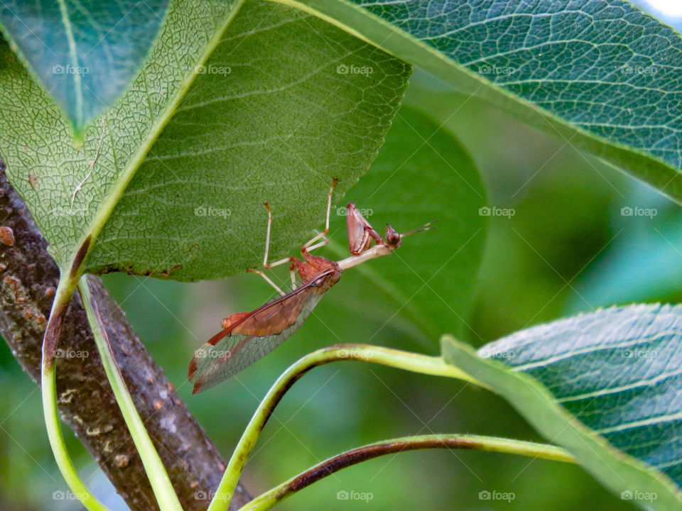 mantis fly