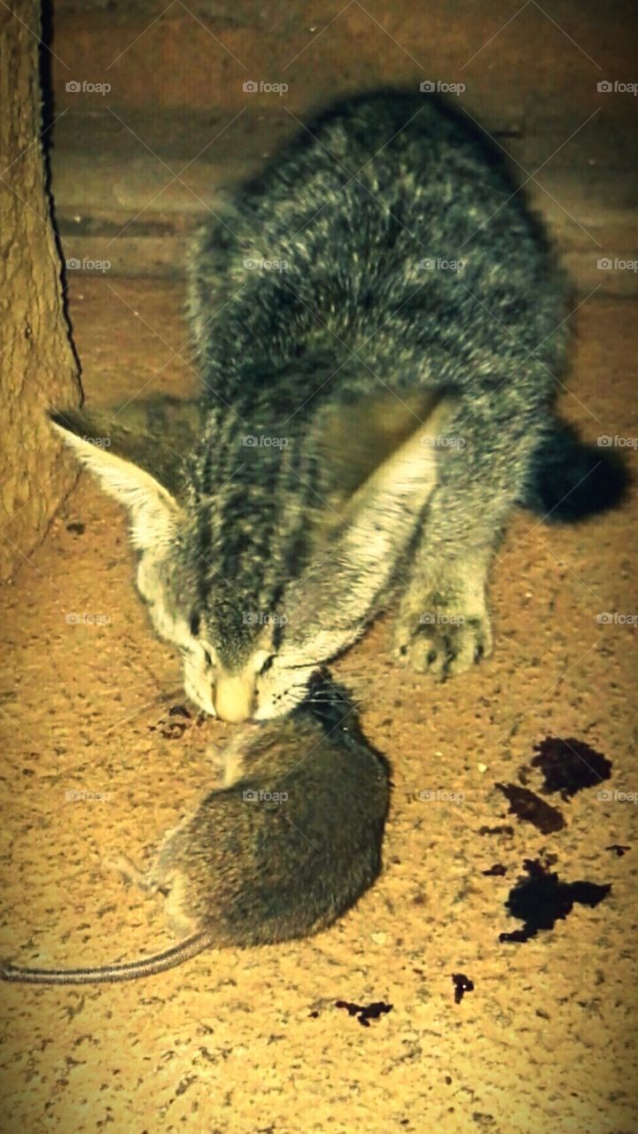 a cat feast on a rat