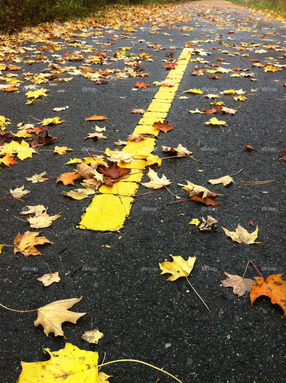 street october leaves road by axiology