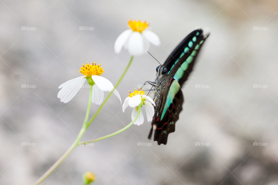 butterfly in Saps, Vietnam