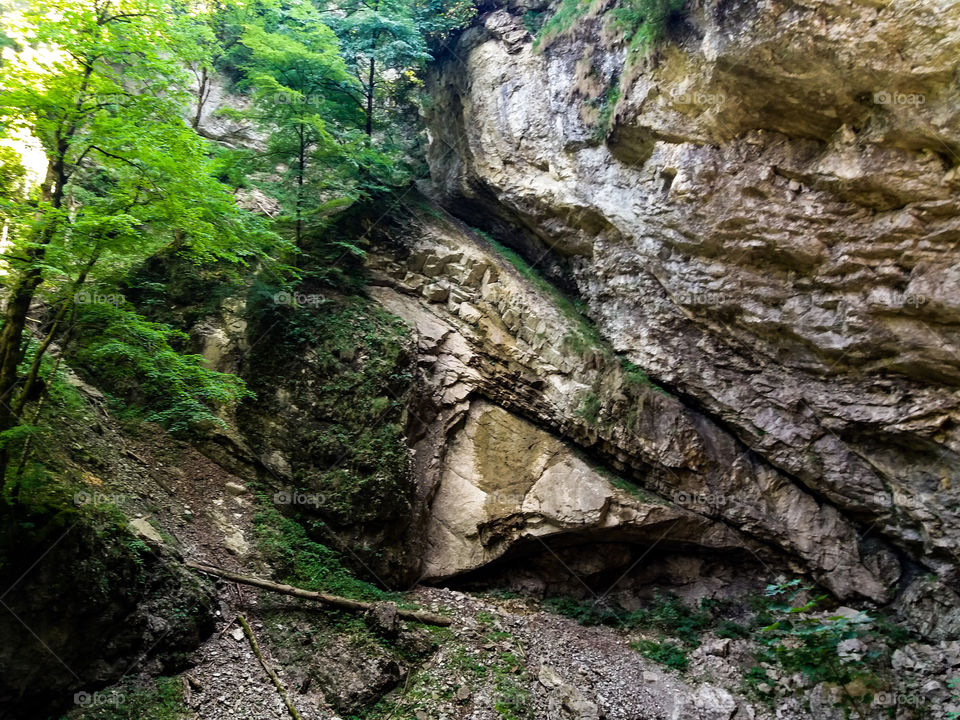 wild shapes in stone