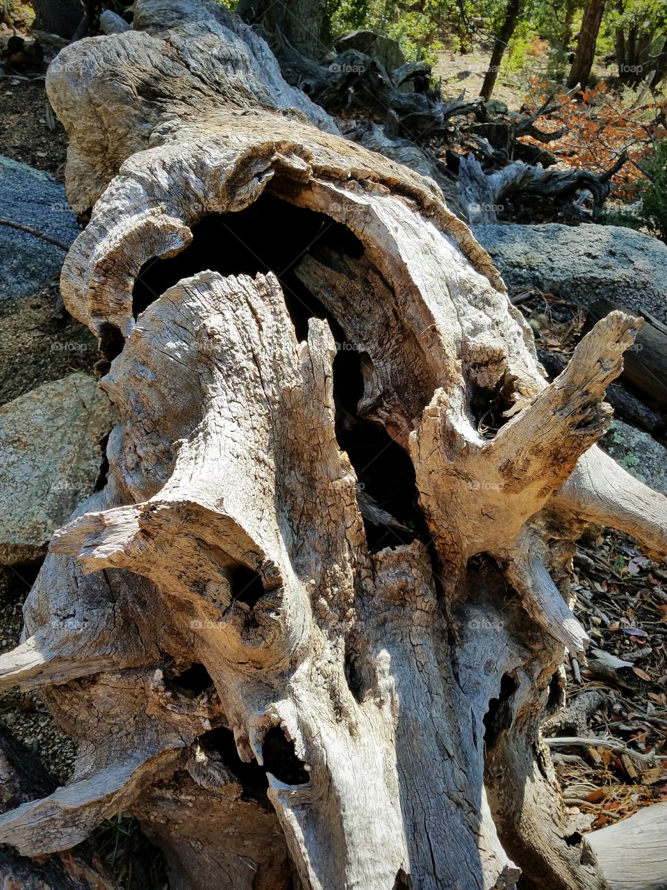 Fallen tree trunk