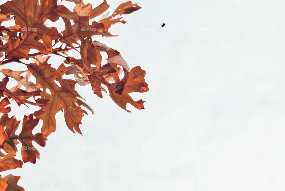 how it must feel to be a bird...🎶