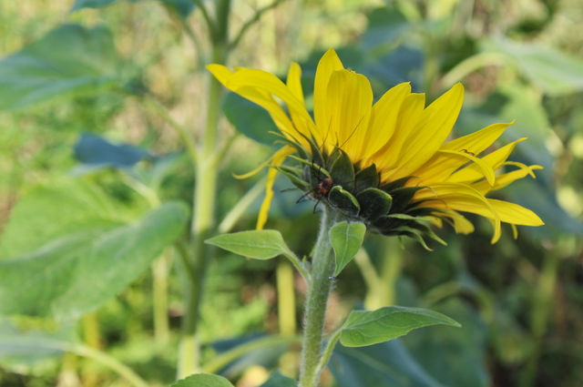 sunflower