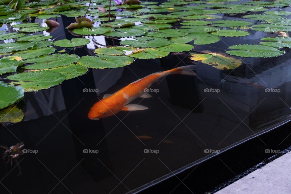 koi fish swimming in the artificial pond