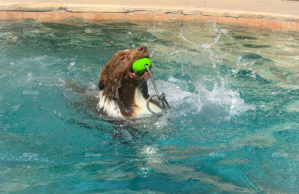Border collie splashing in a swimming pool with a green ball in his mouth 