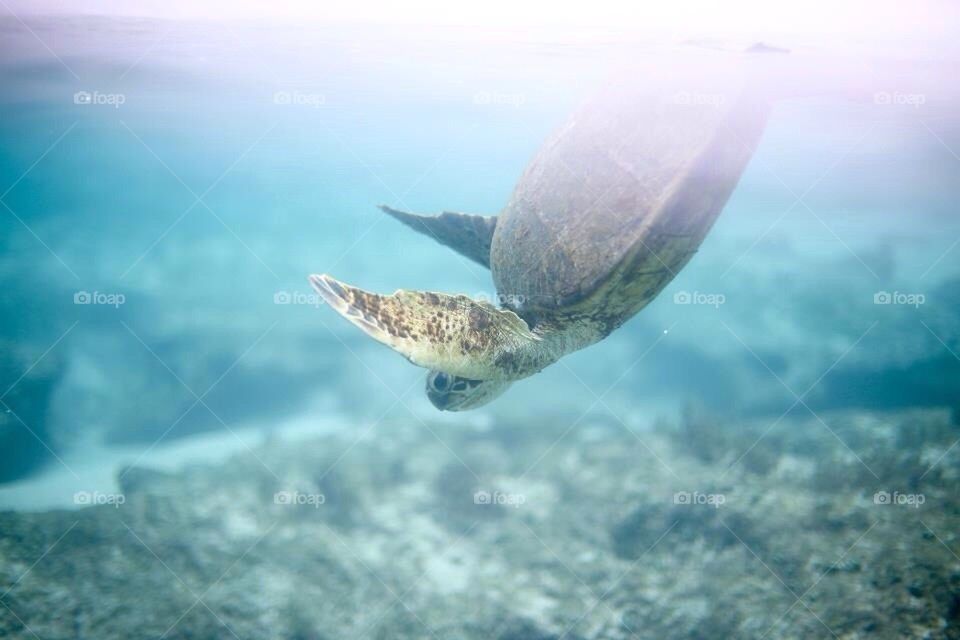 turtle dive