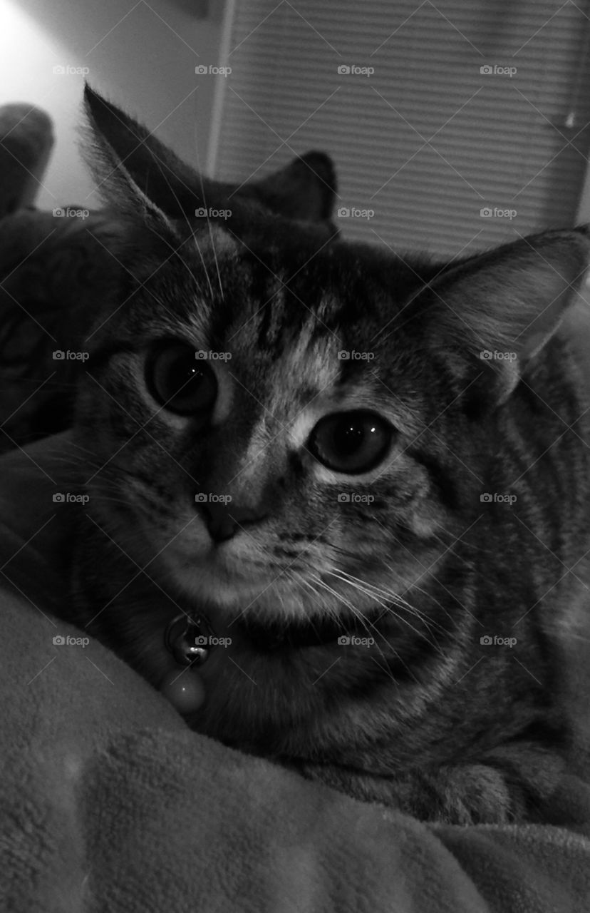 Kitten black & white 