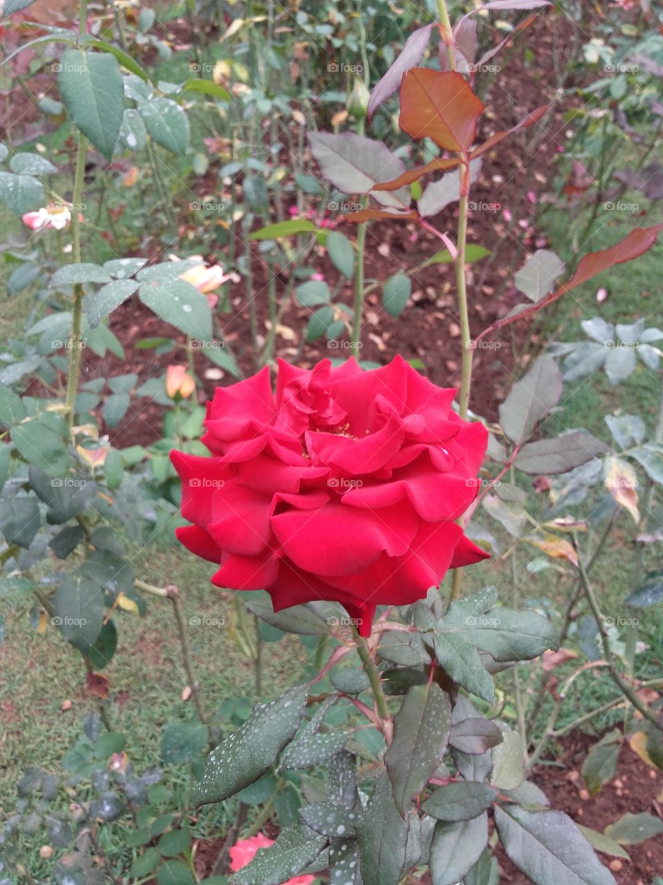 red rose